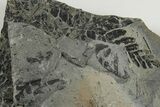 Carboniferous Fossil Flora Plate - Kentucky #201659-2